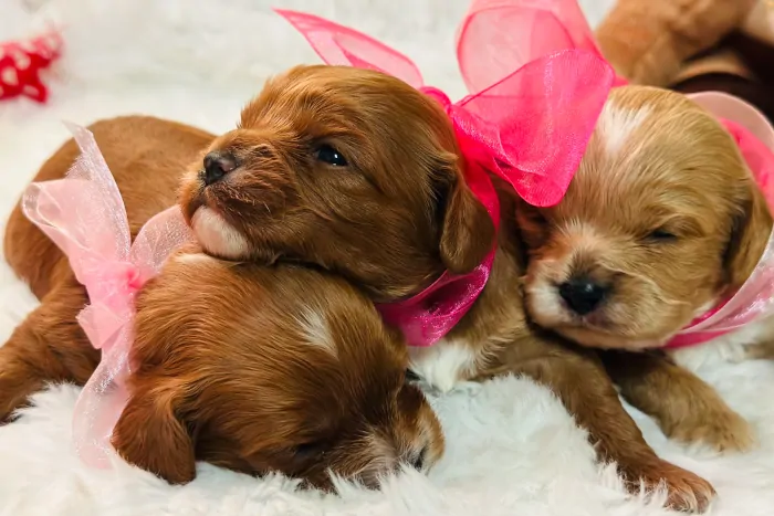 Alabama Cavapoo Puppies For Sale