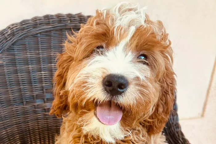 Beautiful Adult male Cavapoo from Alabama