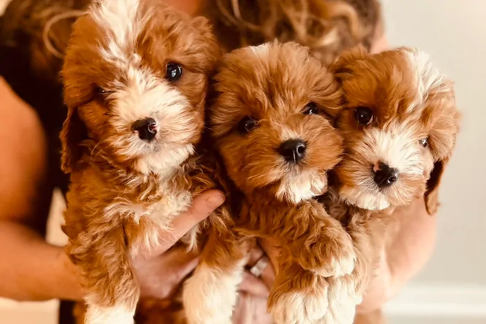 Cavapoo Puppy litter in Alabama