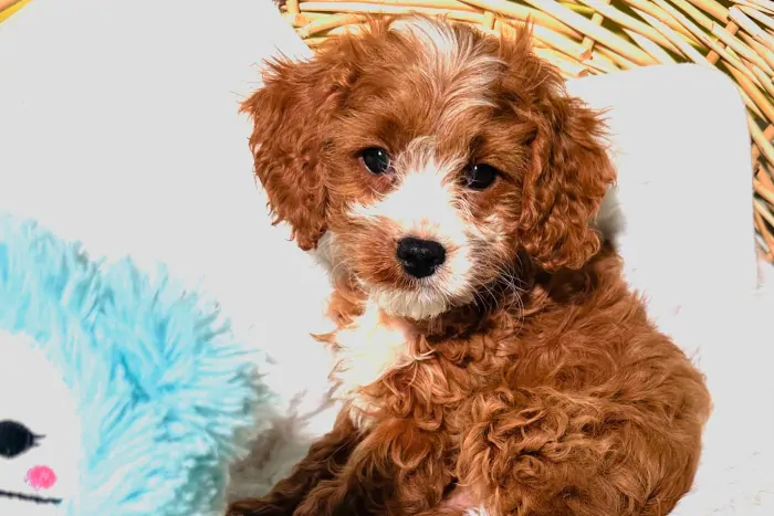 Top Alabama Cavapoo Breeder