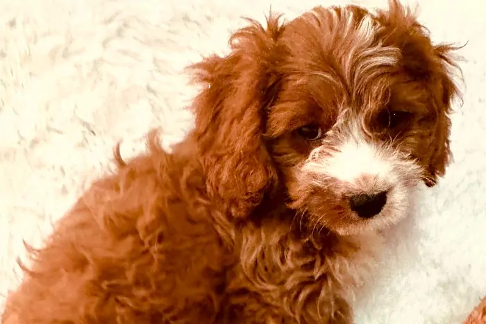 Adorable Cavapoo Puppy In Colorado