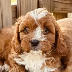 Cavapoo