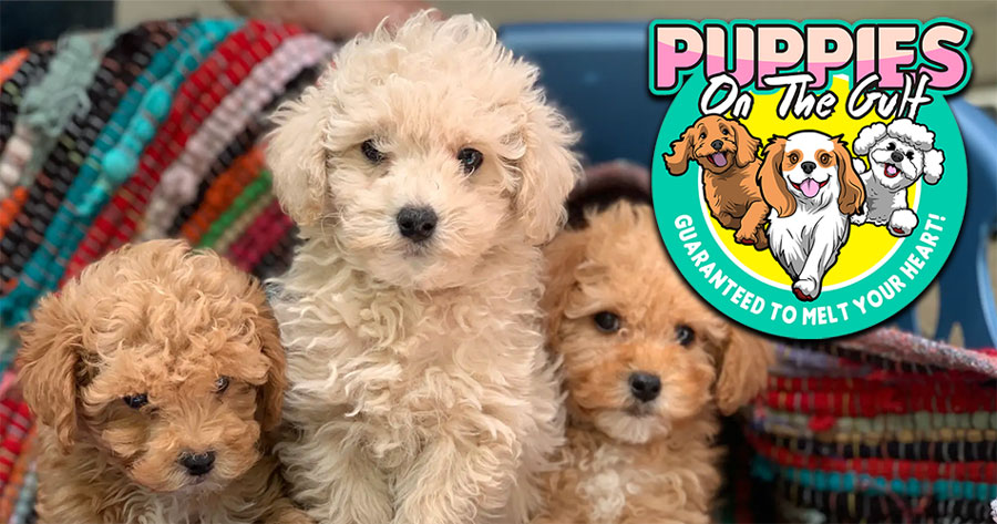 Three adorable Cavapoochon puppies with curly coats sitting in a blue basket, available for safe nationwide delivery from Puppies On The Gulf.