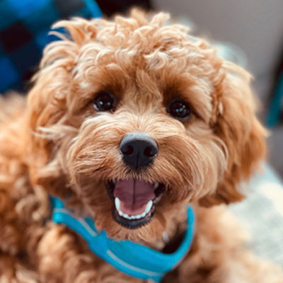 Happy, healthy Cavapoochon puppy smiling, ready for adoption nationwide from Puppies On The Gulf.