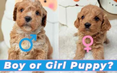 Boy or Girl Puppy: How to Choose the Right Fit for Your Family
