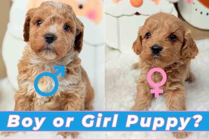 Boy or Girl Puppy: How to Choose the Right Fit for Your Family