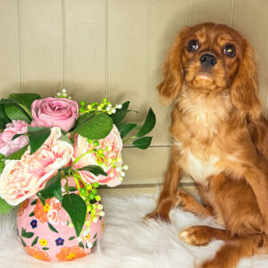 Cavalier-King-Charles-Spaniel-Puppy-for-Sale-Puppies-on-the-Gulf-Princess-Fergi-cuteness-waiting