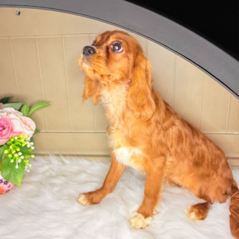 Cavalier-King-Charles-Spaniel-Puppy-for-Sale-Puppies-on-the-Gulf-Princess-Fergi-wanna-play