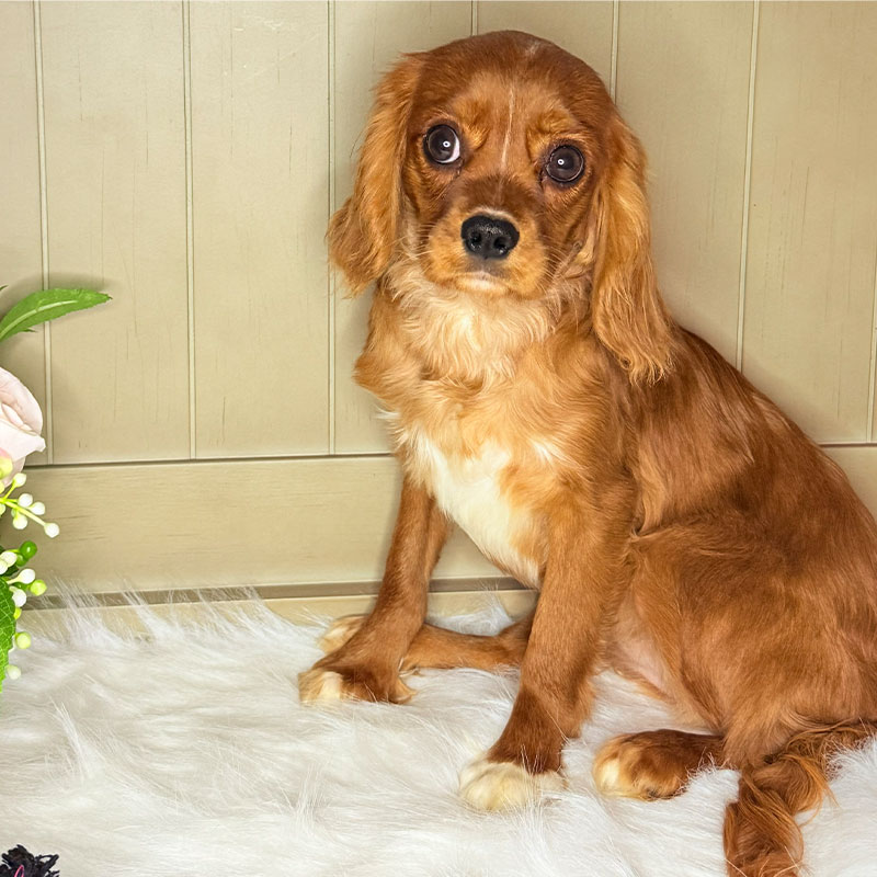 Cavalier-King-Charles-Spaniel-Puppy-for-Sale-Puppies-on-the-Gulf-Princess-Fergi-who-me