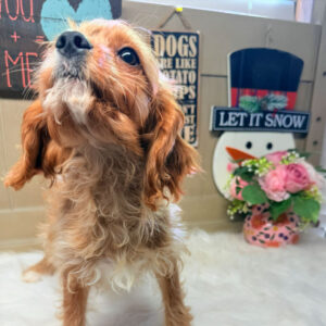 Cavapoo-Puppy-for-Sale-Puppies-on-the-Gulf-Angel-nobel-stare