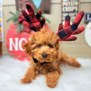 Cavapoo-Puppy-for-Sale-Puppies-on-the-Gulf-Baby-Girl-with-Christmas-antelers