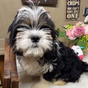 Cavapoo-Puppy-for-Sale-Puppies-on-the-Gulf-Cavabear-Vivie-Sitting-pretty