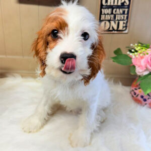 Cavapoo-Puppy-for-Sale-Puppies-on-the-Gulf-Chance-Nose-Licking-Cute