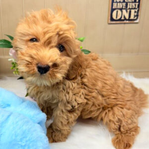 Cavapoo-Puppy-for-Sale-Puppies-on-the-Gulf-Orville-Looking-so-Cute