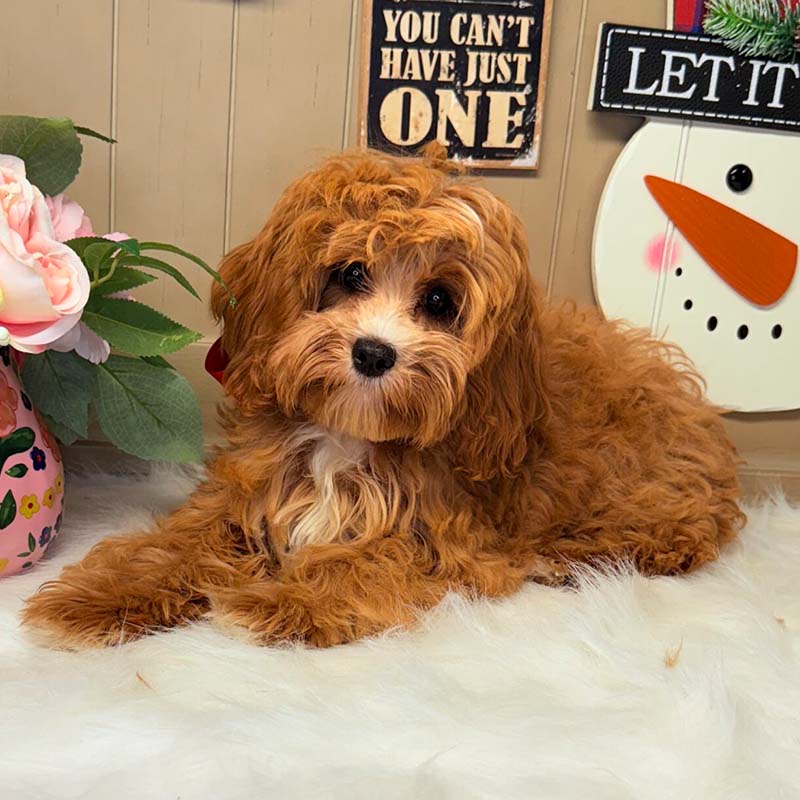 Cavapoo-Puppy-for-Sale-Puppies-on-the-Gulf-Tiny-TOY-Racquel-Pretty-Baby
