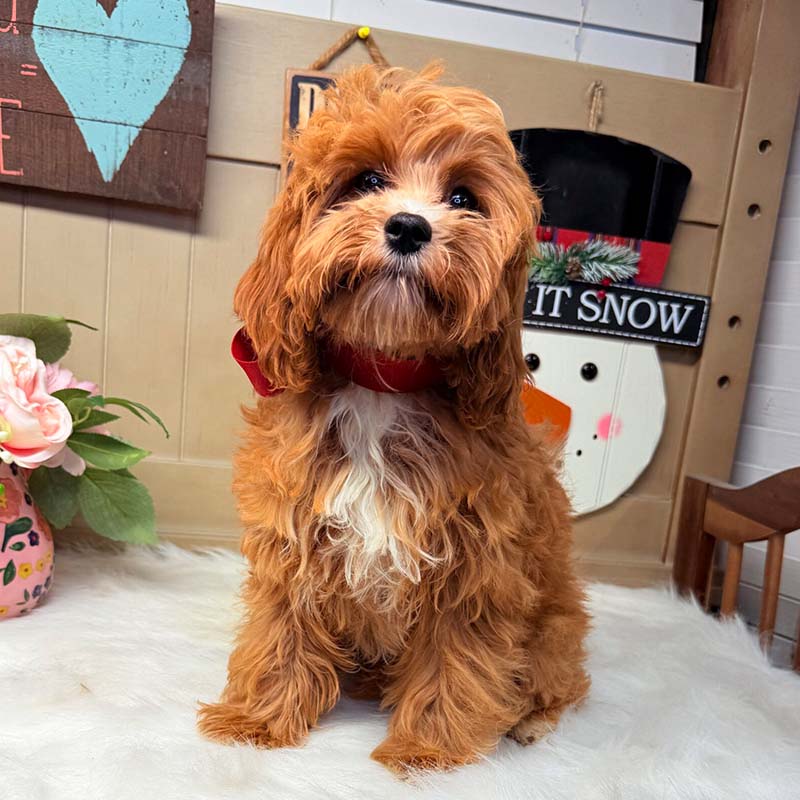 Cavapoo-Puppy-for-Sale-Puppies-on-the-Gulf-Tiny-TOY-Racquel-Sitting-Proper