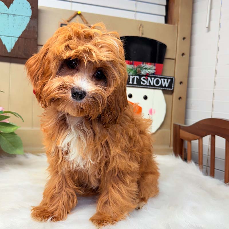 Cavapoo-Puppy-for-Sale-Puppies-on-the-Gulf-Tiny-TOY-Racquel-Waiting-for-you