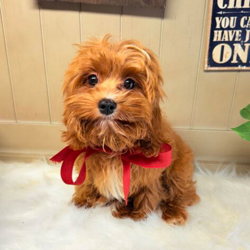 Cavapoo-Puppy-for-Sale-Puppies-on-the-Gulf-Tiny-TOY-Savannah-Pretty-puppy