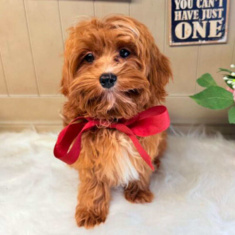 Cavapoo-Puppy-for-Sale-Puppies-on-the-Gulf-Tiny-TOY-Savannah-Sweet-and-innocent