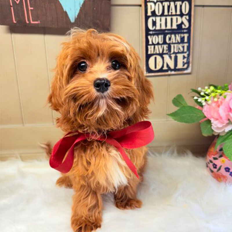 Cavapoo-Puppy-for-Sale-Puppies-on-the-Gulf-Tiny-TOY-Savannah-Take-Me-Home