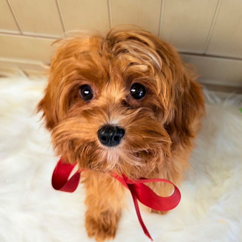 Cavapoo-Puppy-for-Sale-Puppies-on-the-Gulf-Tiny-TOY-Savannah-looking-Up