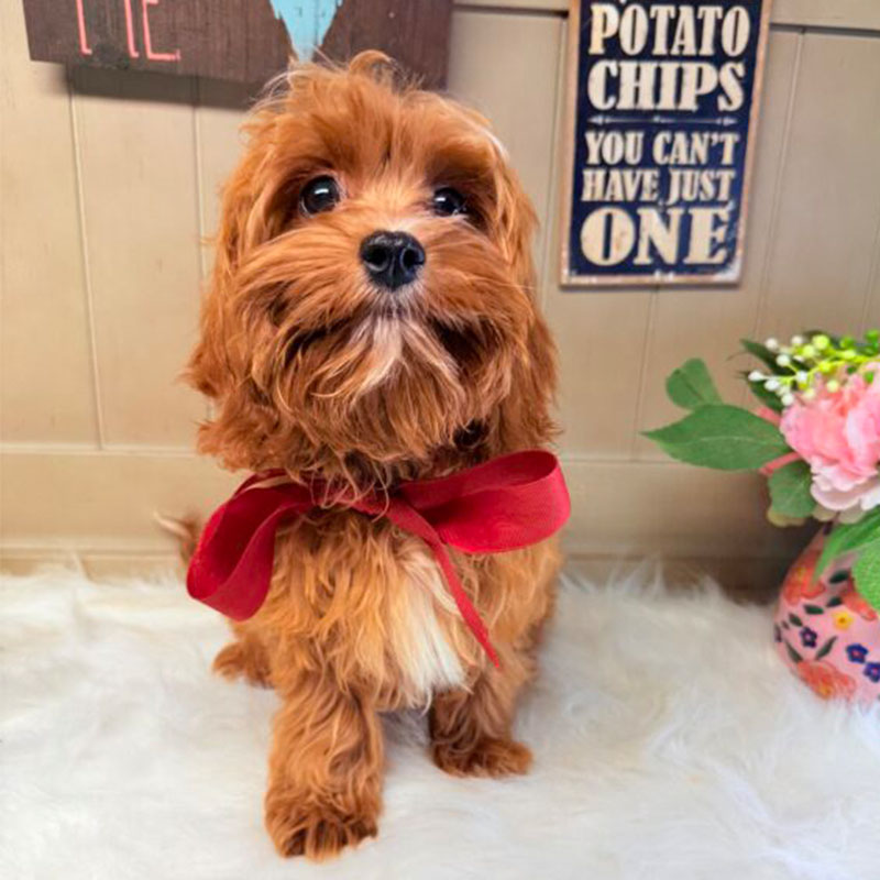 Cavapoo-Puppy-for-Sale-Puppies-on-the-Gulf-Tiny-TOY-Savannah-wrapped-for-Christmas