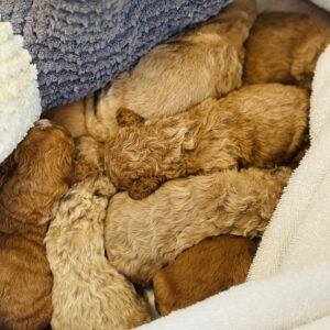 Cavapoochon Cavapoo puppy litter Puppies on the Gulf Shores