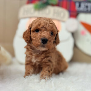 Cavapoochon-Puppy-for-Sale-Puppies-on-the-Gulf-Cindy-Lou-Close-Up-Face