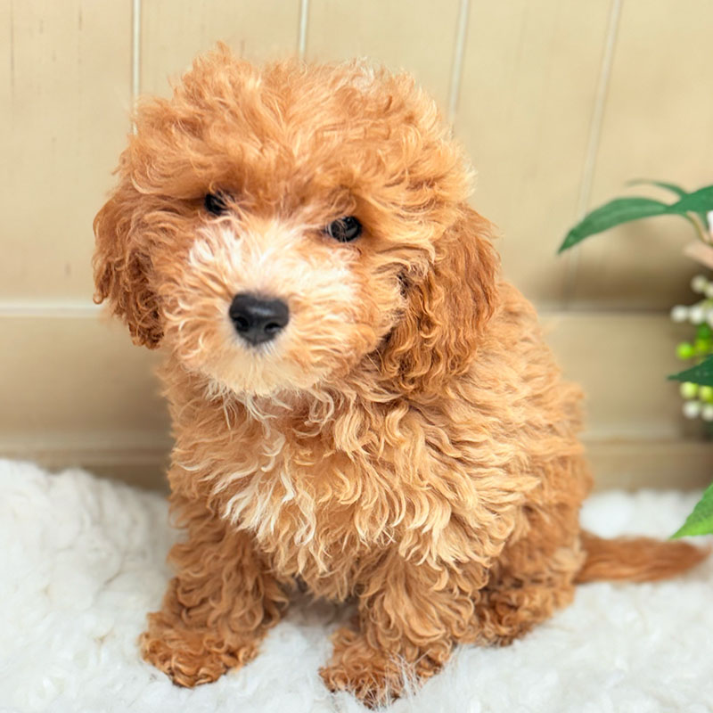 Cavapoochon-Puppy-for-Sale-Puppies-on-the-Gulf-Clarice-Cute-Fuze-Ball