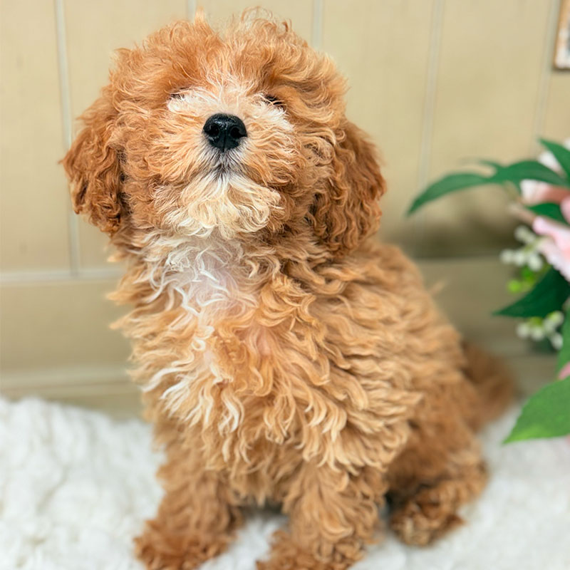 Cavapoochon-Puppy-for-Sale-Puppies-on-the-Gulf-Clarice-Fuzzy-Wuzzy-Puppy