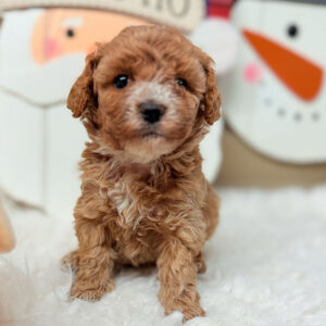 Cavapoochon-Puppy-for-Sale-Puppies-on-the-Gulf-Clarice-Looking-At-You