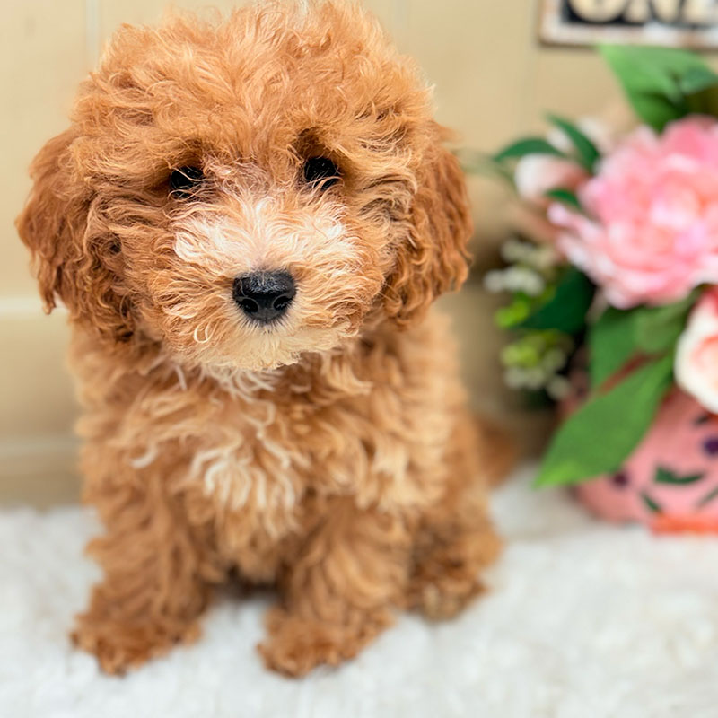 Cavapoochon-Puppy-for-Sale-Puppies-on-the-Gulf-Clarice-Looking-Straight-Through