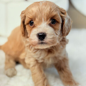 Cavapoochon-Puppy-for-Sale-Puppies-on-the-Gulf-Frosty-Boy-Beautiful-Little-Face