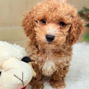 Cavapoochon-Puppy-for-Sale-Puppies-on-the-Gulf-Hermie-Fuzzy-Sweet-Puppy
