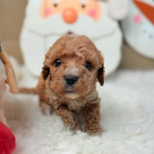 Cavapoochon-Puppy-for-Sale-Puppies-on-the-Gulf-Hermie-Look-in-my-eyes