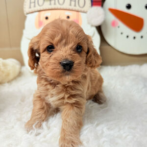 Cavapoochon-Puppy-for-Sale-Puppies-on-the-Gulf-Martha-May-Hello-World
