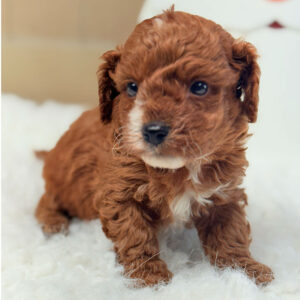 Cavapoochon-Puppy-for-Sale-Puppies-on-the-Gulf-Rudolph-Close-and-personal