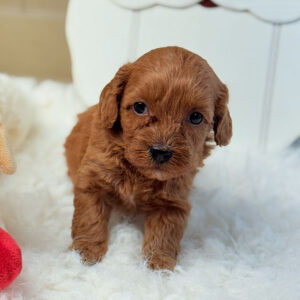 Cavapoochon-Puppy-for-Sale-Puppies-on-the-Gulf-Rudy-Close-and-personal