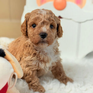 Cavapoochon-Puppy-for-Sale-Puppies-on-the-Gulf-Yukon-Cornelius-Ready-to-play