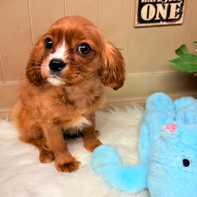 Ruby-Olla-Healthy-Cavapoo-puppy-for-sale-Puppies-on-the-Gulf-Coast-Nationwide-Delivery-Available