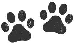 Puppies-on-the-Gulf-Follow-the-Paw-Prints-Home