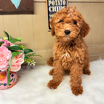 Ruby-Olla-Healthy-Cavapoo-puppy-for-sale-Puppies-on-the-Gulf-Coast-Nationwide-Delivery-Available