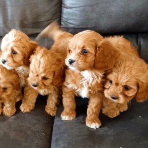 Cavapoo-Puppy-for-sale-Litter-Puppies-on-the-gulf-males