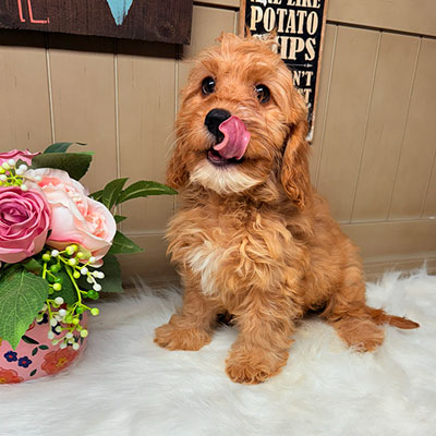 Three adorable, healthy puppies being held by a caring breeder from Puppies On The Gulf, emphasizing ethical and hands-on socialization.
