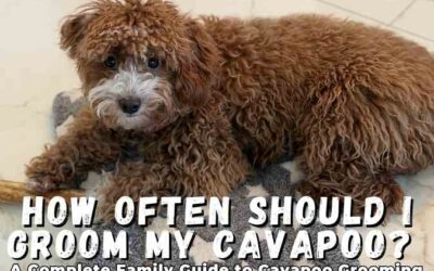 How Often Should I Groom My Cavapoo? A Complete Family Guide to Cavapoo Grooming