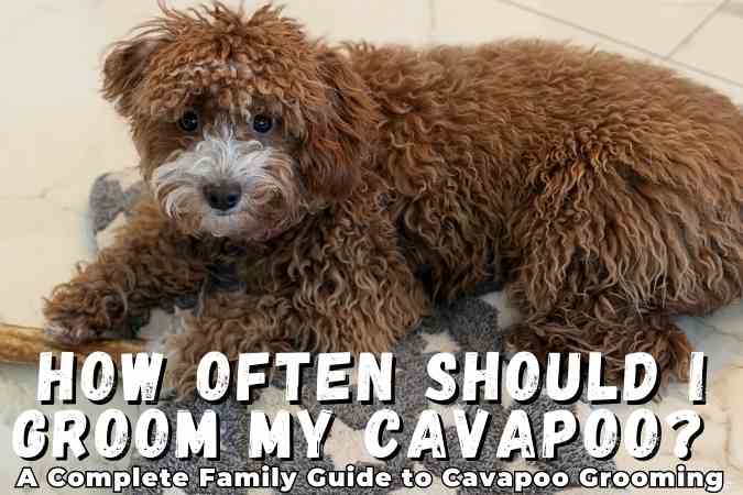 How Often Should I Groom My Cavapoo? A Complete Family Guide to Cavapoo Grooming