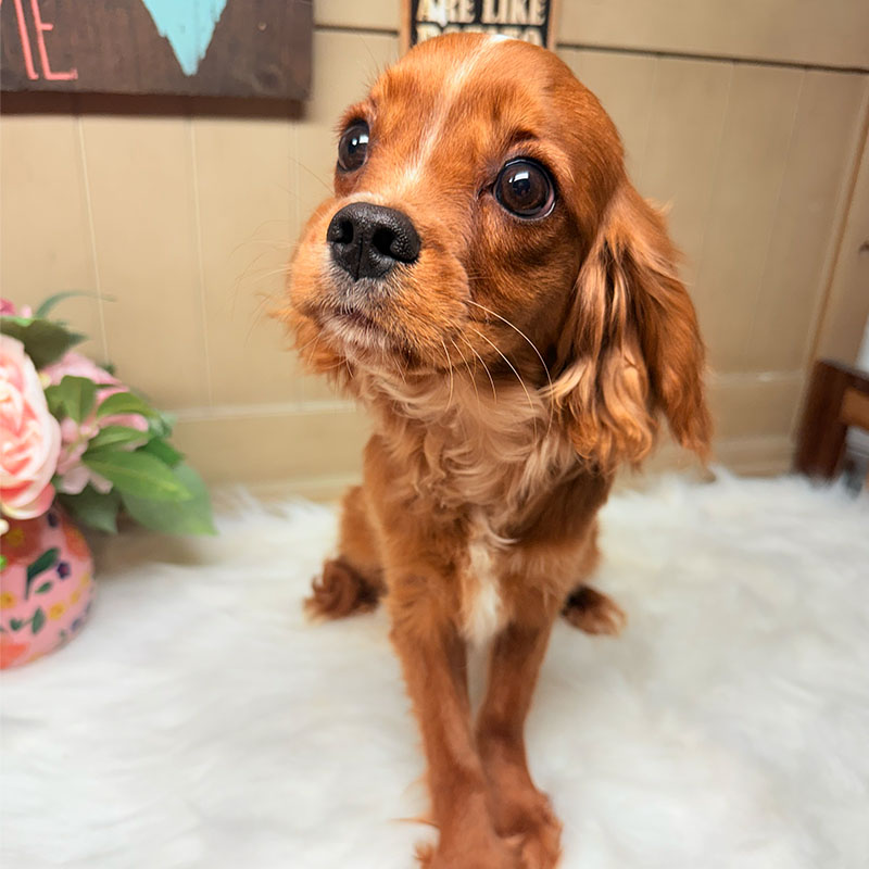Cavalier-King-Charles-Spaniel-Puppy-for-Sale-Puppies-on-the-Gulf-Princess-Diana-Hello-There-Friend
