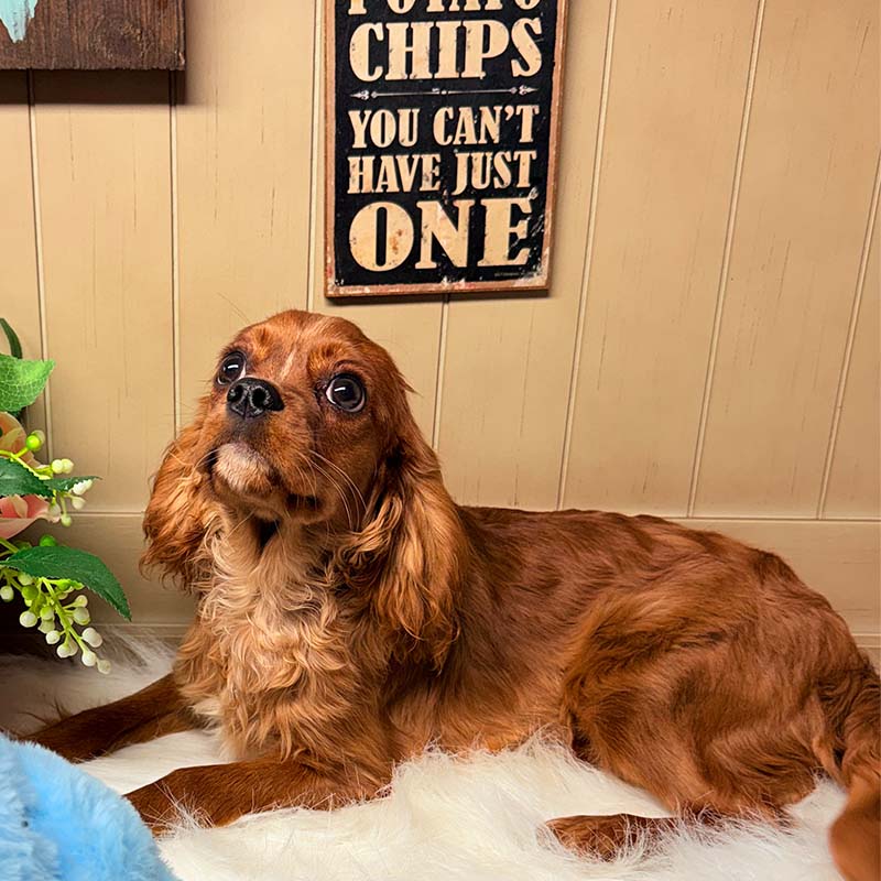 Cavalier-King-Charles-Spaniel-Puppy-for-Sale-Puppies-on-the-Gulf-Princess-Diana-Looking-Regal
