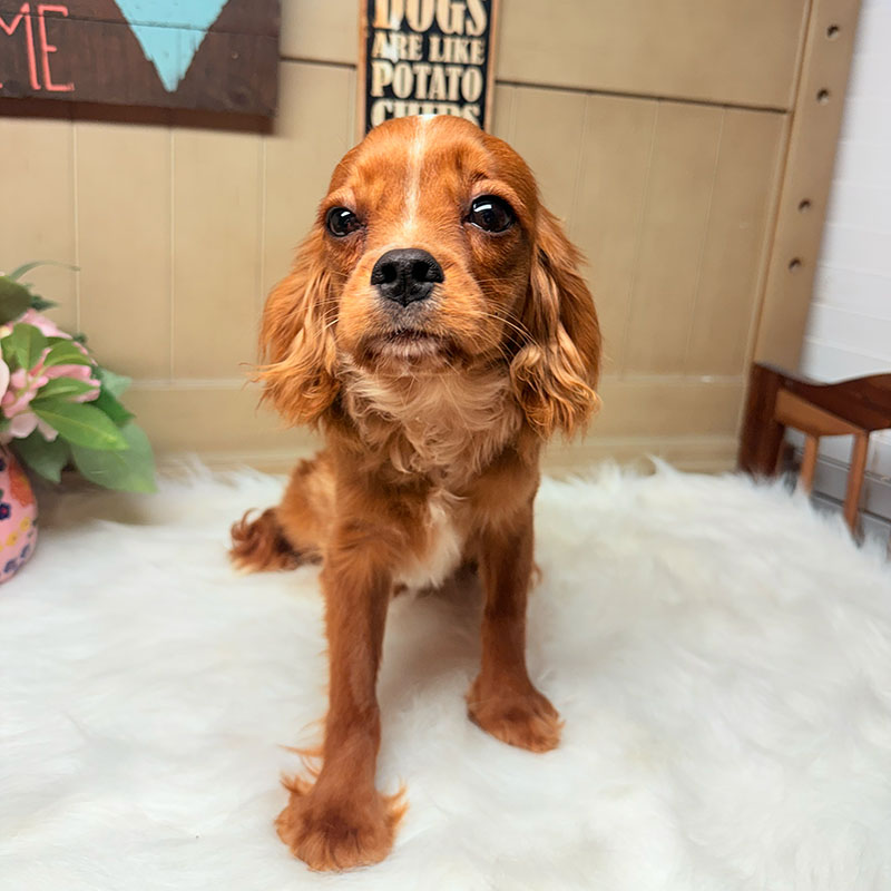 Cavalier-King-Charles-Spaniel-Puppy-for-Sale-Puppies-on-the-Gulf-Princess-Diana-Staring-Contest