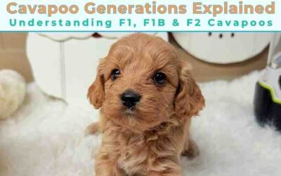 Cavapoo Generations Explained: What’s the Difference Between F1, F1B, and F2 Cavapoos?